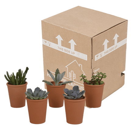 Sukkulenten Mix – 5 Pflanzen – Ø5,5cm Zimmerpflanzen im mediterranen Terrakotta-Topf – Verschiedene Mini-Sukkulenten – Pflegeleichte Pflanzen für Fensterbank, Büro & Wohnzimmer