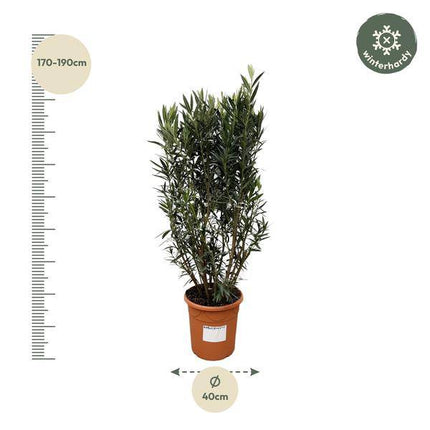 Rosenlorbeer – Nerium Oleander Strauch 180cm – Ø40cm – Immergrüne Kübelpflanze mit duftenden Blüten – Mediterrane Zierpflanze für Garten, Terrasse & Balkon – Pflegeleicht