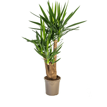 Riesen-Palmlilie - Yucca Elephantipes - Zimmerpflanze - Ø24cm - ↕90-100cm – Pflegeleicht & robust – Luftreinigend