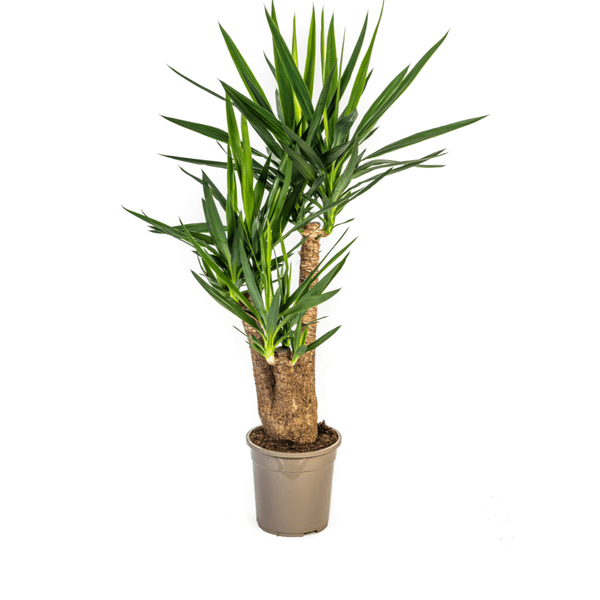 Riesen-Palmlilie - Yucca Elephantipes - Zimmerpflanze - Ø24cm - ↕90-100cm – Pflegeleicht & robust – Luftreinigend
