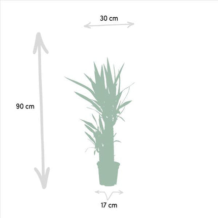 Palmlilie Yucca – Robuste Zimmerpflanze – Ø17cm – Höhe 90cm – Luftreinigend & Pflegeleicht – Perfekt für helle Standorte