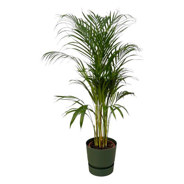 Areca Palme – Betelpalme – Zimmerpflanze ca. 110cm – Ø21cm – inkl. Pflanzgefäß Greenville Grün D24xH23
