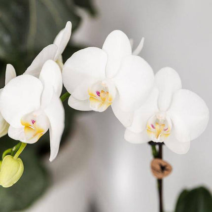 Pflanzset Phalaenopsis Orchidee Amabilis Weiß Ø9cm & Sukkulente Crassula Hobbit Ø6cm – In türkisfarbenen Keramik Fish – Töpfen