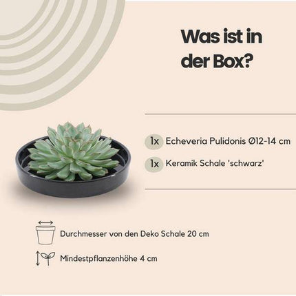 Sukkulente – Echeveria pulidonis ROOTLESS – Ø20cm Schale Schwarz – Zimmerpflanze ohne Wurzeln – Pflegeleichte Schnitt-Sukkulente als Tischdeko & Geschenk