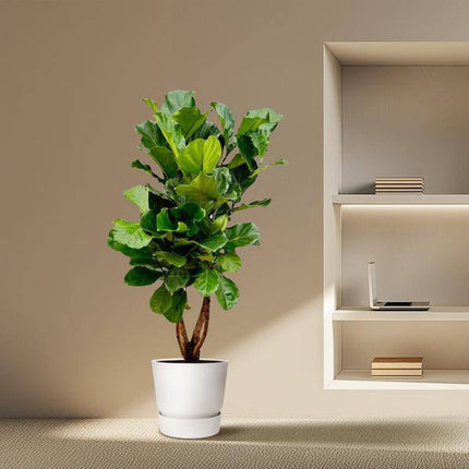 Geigen – Feige – Ficus Lyrata – Zimmerpflanze 200cm – Ø32cm – XXL – Pflanze mit großen geigenförmigen Blättern – Pflegeleicht