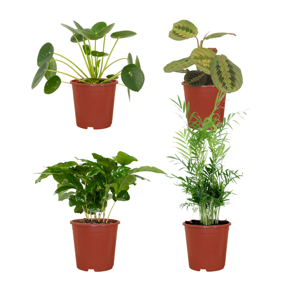 Tierfreundliches Pflanzenset Ø12cm ↕20-40cm – pflegeleichtes Pflanzen Set für Urban Jungle, Fensterbank, Wohnzimmer & Büro