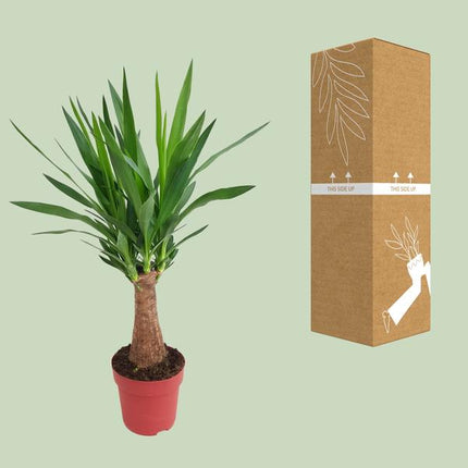 Palmlilie – Yucca „Maya-Baum“ mehrstielig – Zimmerpflanze 80cm – Ø19cm – Immergrüne Pflanze mit schwertförmigen Blättern – Exotische & pflegeleichte Grünpflanze für Wohnzimmer, Büro & Wintergarten