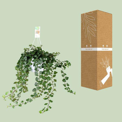 Efeu – Hedera Helix Wonder Green – Zimmerpflanze – Ø24 cm – 70 cm Höhe – Luftreinigend & Pflegeleicht – Kletterpflanze für Wohnräume