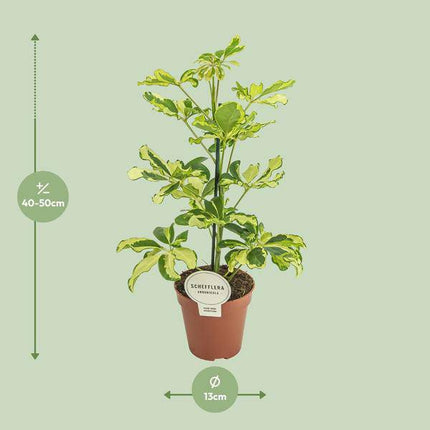 Strahlenaralie – Schefflera Charlotte – Zimmerpflanze – Ø13cm – ca. 45cm hoch – luftreinigende Grünpflanze für Zuhause & Büro