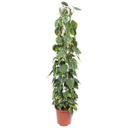 Baumfreund – Philodendron Scandens Brasil – Zimmerpflanze – 160cm – Ø27cm – pflegeleichte Kletterpflanze mit herzförmigen Blättern