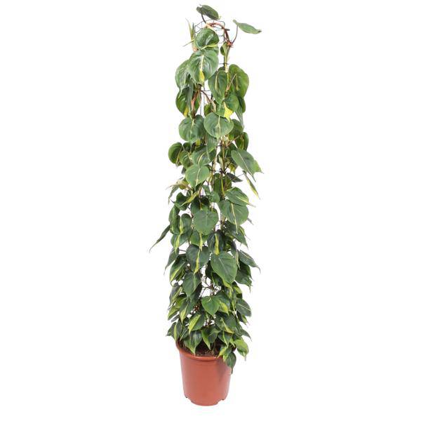 Baumfreund – Philodendron Scandens Brasil – Zimmerpflanze – 160cm – Ø27cm – pflegeleichte Kletterpflanze mit herzförmigen Blättern