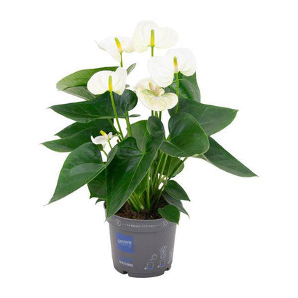 Flamingoblume – Anthurium Weiß – Zimmerpflanze Ø12cm – Höhe ca. 43cm – Elegante tropische Blühpflanze mit herzförmigen Blättern – Luftreinigende Zimmerdekoration für Wohnzimmer & Büro