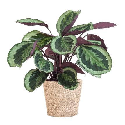 Calathea Medaillon 65cm – Korbmarante Zimmerpflanze Ø21cm – dekorative tropische Pflanze mit einzigartigen Blättern im Seegras Korb Sofia Natur – luftreinigende pflegeleichte Zimmerpflanze