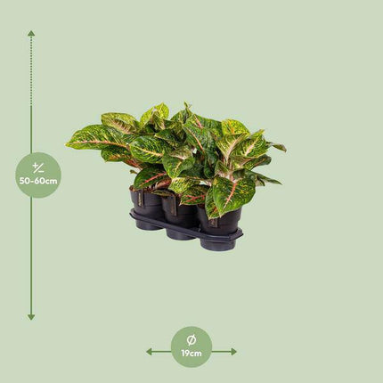 Kolbenfaden – Aglaonema Frühling Rot – Zimmerpflanze – Ø19cm – ca. 60cm hoch – dekorative pflegeleichte Pflanze für Wohnung & Büro
