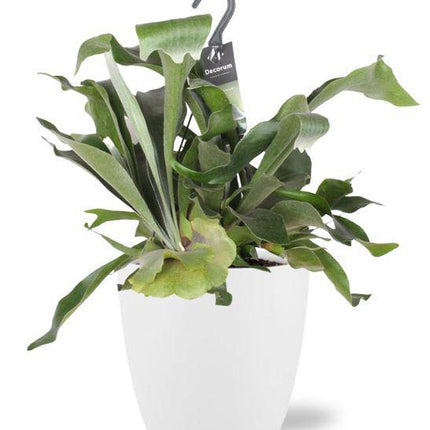 Platycerium Bifurcatum Geweihfarn – Ø17 cm – ca. 30 cm hoch – Inklusive Topf Brüssel Weiß Ø18x17 cm – Stilvolle Zimmerpflanze für Wohnzimmer & Büro