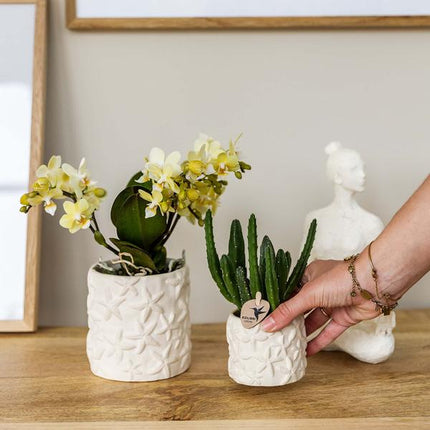 Aasblume – Stapelia – Zimmerpflanze –  Ø6cm – Exotische & pflegeleichte Sukkulente – Seltene Kaktusart für Wohnzimmer, Büro & Pflanzenliebhaber