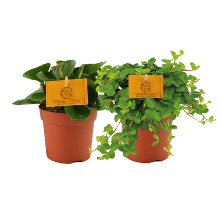 Peperomia Duo Zwergpfeffer – Zimmerpflanze – 2 Pflanzen – Ø10cm – Höhe ca. 15cm – Pflegeleichte Grünpflanze für Wohnung & Büro