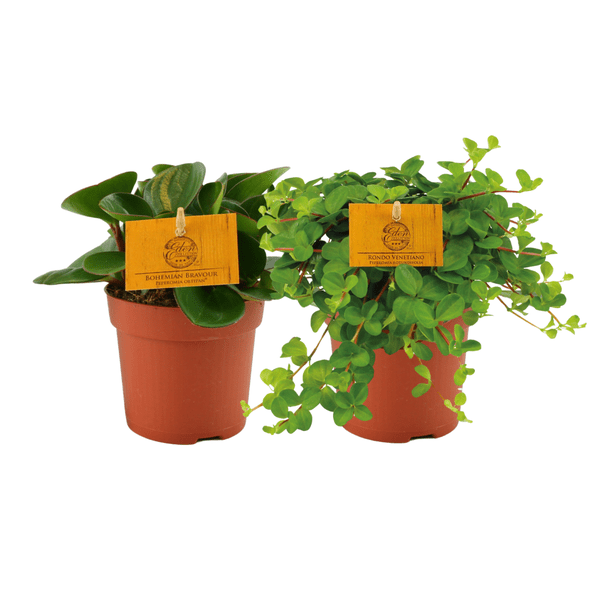 Peperomia Duo Zwergpfeffer – Zimmerpflanze – 2 Pflanzen – Ø10cm – Höhe ca. 15cm – Pflegeleichte Grünpflanze für Wohnung & Büro