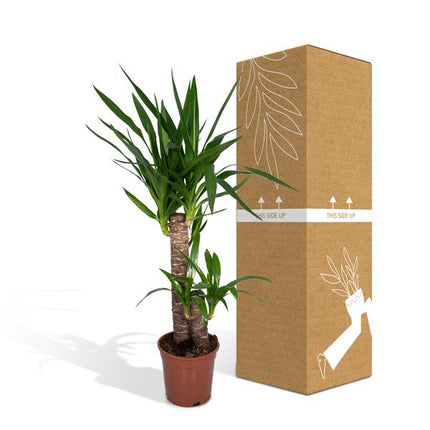 Palmlilie Yucca Elephantipes Zimmerpflanze Ø17cm ↕85cm – pflegeleichte Grünpflanze für Wohnzimmer, Büro & helle Standorte kaufen