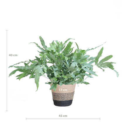 Phlebodium Aureum 'Blue Star' – Blauer Tüpfelfarn – Zimmerpflanze + Korb Lissabon Schwarz – Ø17 cm – Höhe 40 cm – Graublaue Blätter – Nachhaltiger Jutekorb – Pflegeleicht & stilvoll