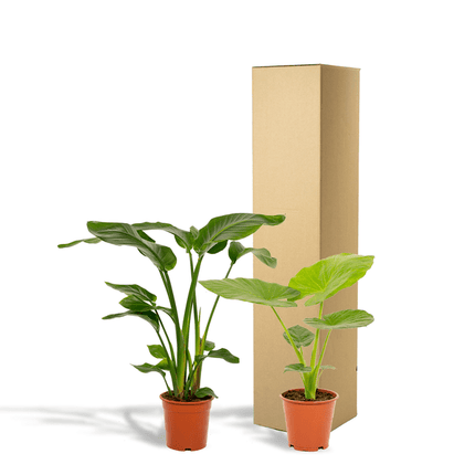 Pflanzenset Strelitzia Nicolai & Alocasia Macrorrhiza – 2 Zimmerpflanzen – Ø19cm – ↕85cm & ↕70cm Höhe – Immergrüne Blattschönheiten für Wohnzimmer & Büro