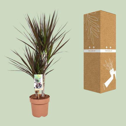 Drachenbaum – Dracaena Magenta – Ø17cm – Höhe ca. 80cm – Pflegeleichte Zimmerpflanze – Tropische Blattschmuckpflanze für Innenräume