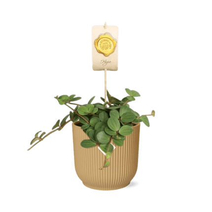 Zwergpfeffer – Peperomia 'Hope' – pflegeleichte Zimmerpflanze – luftreinigend – dekorativer Vibes Fold Topf Ø14cm Gelb