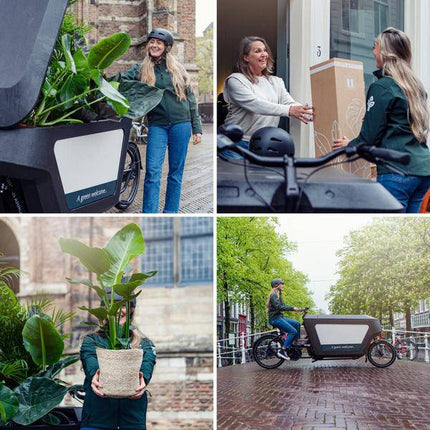 Korbmarante Calathea Insignis – Hydroponische Zimmerpflanze im Kingston-Glas – Ø12cm – 30cm Höhe – grünes dekoratives Laub – pflegeleicht & blütenfrei