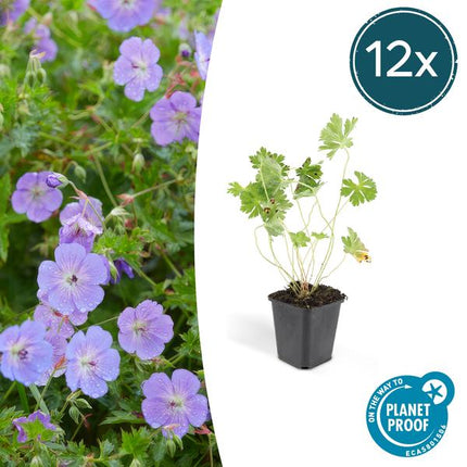 Storchschnabel Geranium Rozanne – 12 Pflanzen – ↕10-25cm – Ø9cm – Lilafarbene Blüten – Bodendecker & Gartenpflanze – Lange Blütezeit