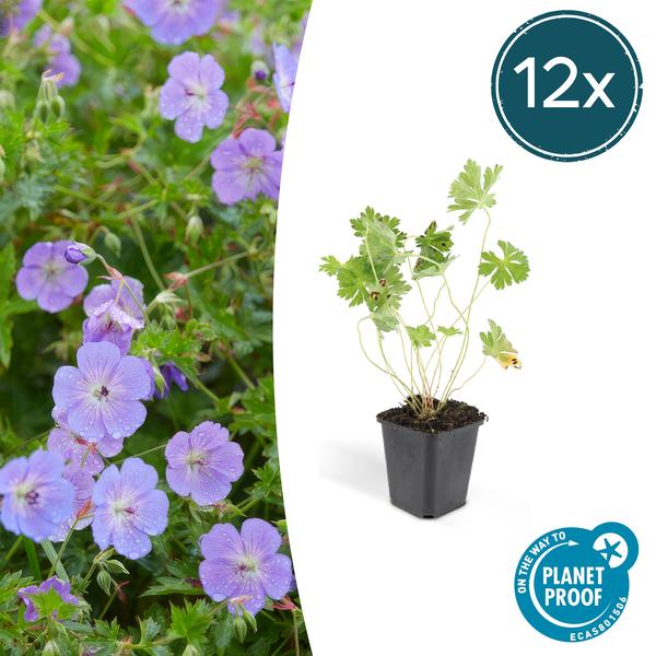 Storchschnabel Geranium Rozanne – 12 Pflanzen – ↕10-25cm – Ø9cm – Lilafarbene Blüten – Bodendecker & Gartenpflanze – Lange Blütezeit
