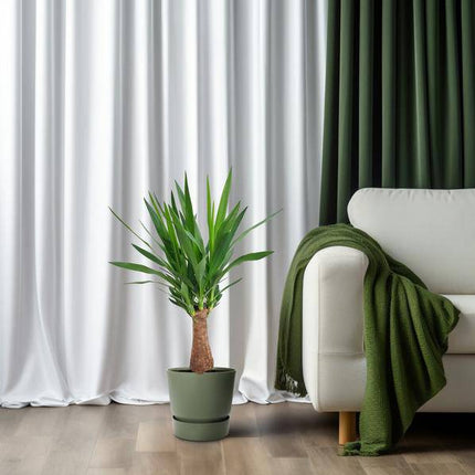 Palmlilie – Yucca „Maya-Baum“ mehrstielig – Zimmerpflanze 80cm – Ø19cm – Immergrüne Pflanze mit schwertförmigen Blättern – Exotische & pflegeleichte Grünpflanze für Wohnzimmer, Büro & Wintergarten