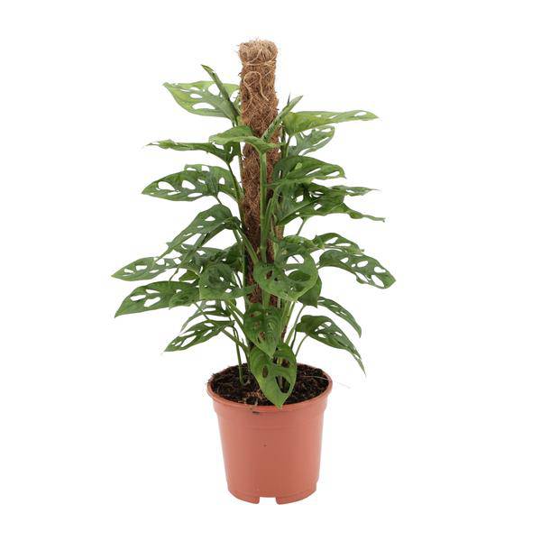 Fensterblatt Monstera Monkey Leaf Zimmerpflanze Ø17cm ↕60cm – pflegeleichte Grünpflanze für Wohnzimmer, Büro & helle Standorte kaufen