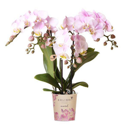 Rosa Phalaenopsis Orchidee Portugal – Ø9cm – Elegante blühende Zimmerpflanze – Perfekt für Innenräume und Geschenke