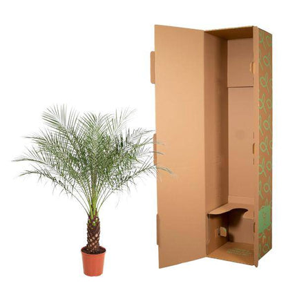 Zwerg-Dattelpalme – Phoenix Roebelenii – Zimmerpflanze – 170 cm hoch – Ø30 cm – Exotische Palme für Wohnzimmer & Büro – Pflegeleicht & dekorativ