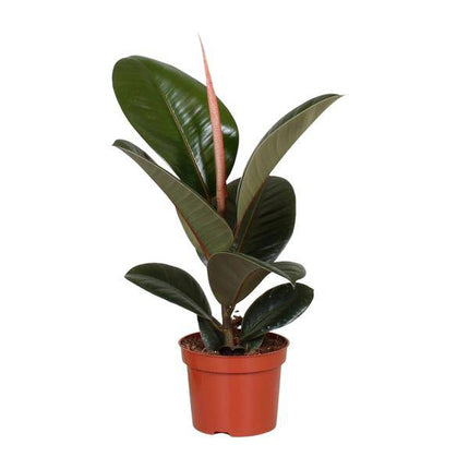 Gummibaum – Ficus Elastica Robusta – Zimmerpflanze – Ø12cm – ↕35cm – pflegeleichte Grünpflanze für Innenräume – dekorative Pflanze mit glänzenden Blättern