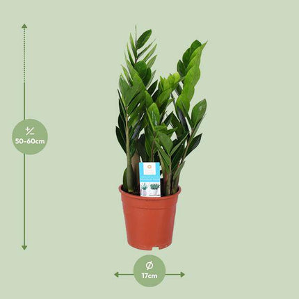 Glücksfeder – Zamioculcas Zamiifolia – Ø17cm – ca. 60cm hoch – pflegeleichte Zimmerpflanze für halbschattige Standorte – luftreinigende Grünpflanze