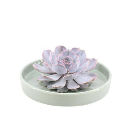 Sukkulente – Echeveria lilacina ROOTLESS – Ø20cm Schale Grün – Zimmerpflanze ohne Wurzeln – Pflegeleichte Schnitt-Sukkulente als Tischdeko & Geschenk