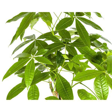 Glückskastanie Pachira Aquatica – Geldbaum – Zimmerpflanze Ø21cm ↕90-110cm – Geflochtener Stamm – Pflegeleicht