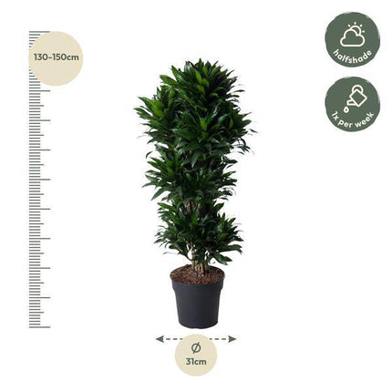 Drachenbaum – Dracaena Compacta 140cm – Ø31cm – Zimmerpflanze mit dunkelgrünen glänzenden Blättern – Elegante pflegeleichte Grünpflanze für Wohnzimmer, Büro & Wintergarten