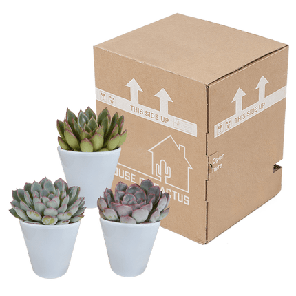 Steinrose Echeveria Mischung Zimmerpflanze Ø8,5cm mit dekorativem Übertopf – pflegeleichte Sukkulente für Wohnzimmer, Büro & helle Standorte