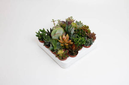 Sukkulenten Mix – Zimmerpflanzen – 20 Pflanzen – Ø5,5cm – ca. 10cm hoch – pflegeleichte Mini Pflanzen für Deko, Terrarium, Steingarten oder Geschenkideen