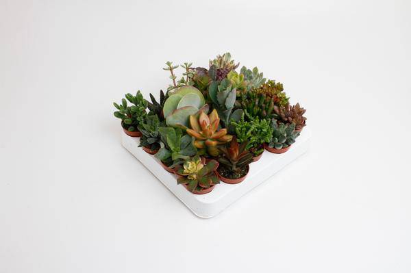 Sukkulenten Mix – Zimmerpflanzen – 20 Pflanzen – Ø5,5cm – ca. 10cm hoch – pflegeleichte Mini Pflanzen für Deko, Terrarium, Steingarten oder Geschenkideen