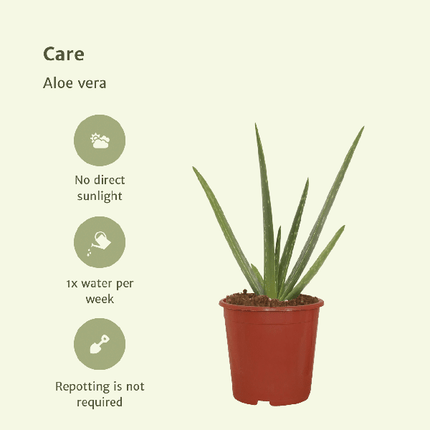 Sukkulente Aloe Vera – 2 Pflanzen – ca. 40cm Höhe – Ø12cm – pflegeleichte Zimmerpflanzen – luftreinigend & dekorativ