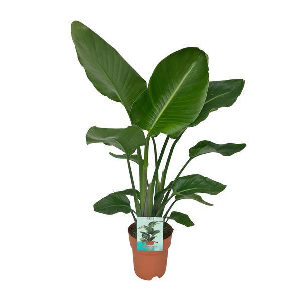 Strelitzia Nicolai Zimmerpflanze Ø19cm ↕90cm – tropische Grünpflanze für Wohnzimmer, Büro & helle Standorte kaufen