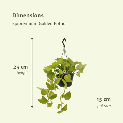 Efeutute – Epipremnum Golden Pothos – Scindapsus – Zimmerpflanze – Ø15cm – ca. 25cm hoch – 2 Pflanzen – pflegeleichte Kletter- & Hängepflanze für Zuhause & Büro