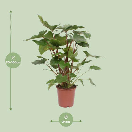 Homalomena Rubescens Maggy – Zimmerpflanze – Ø24cm – ↕90cm – tropische Grünpflanze mit dekorativen herzförmigen Blättern – pflegeleichte exotische Pflanze für Wohnzimmer & Büro