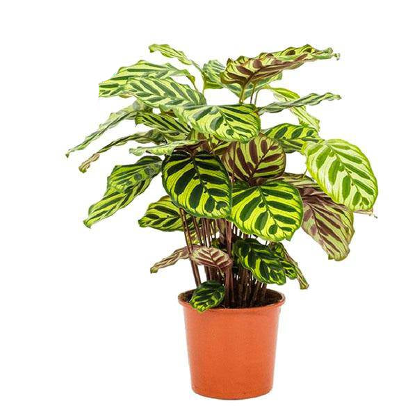 Pfauen-Korbmarante Calathea Makoyana – Zimmerpflanze – Ø17cm – ↕55cm – Exotische Blattpflanze mit dekorativem Muster – Luftreinigend & pflegeleicht – Für Wohn- und Arbeitsräume