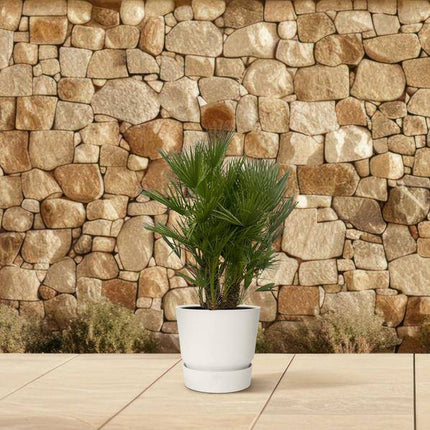 Chamaerops Humilis – Zwergpalme – mehrstämmig – Mediterrane Zimmer- und Gartenpflanze – Ø45cm – ↕180cm
