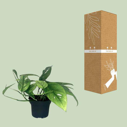 Efeutute Epipremnum Cebu Blue – Ø12cm – ↕20cm – Seltene Zimmerpflanze mit blaugrünem Blattwerk – Pflegeleichte & luftreinigende Rankpflanze für Wohnzimmer & Büro