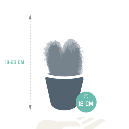 Cereus Mix – 3Zimmerpflanzen – Ø10,5cm – Verschiedene Säulen- & Stabkakteen im weißen Topf – Pflegeleichte Kakteen für Fensterbank, Büro & Wohnzimmer